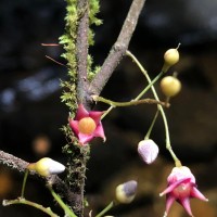 Hopea modesta (A.DC.) Kosterm.